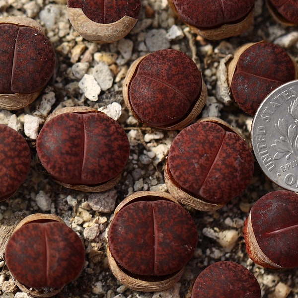 Plant-1- Lithops lesliei ‘ fred's redhead’