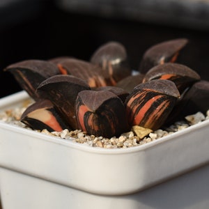 Roślina- Haworthia bayeri Correcta Variegata