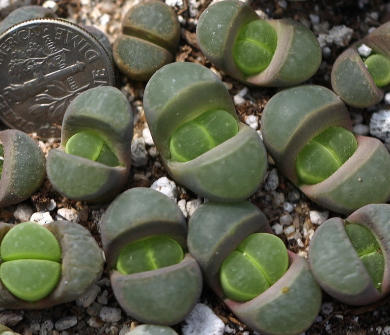 Plant-1 Lithops viridis SH388 image 2