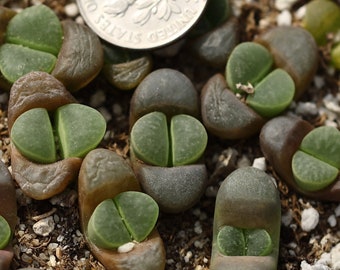 Planta - 1 - Lithops divergens PVB6725