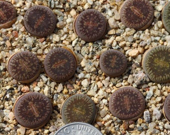 Plant - one - Lithops aucampiae  C54