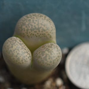 Plant - Lithops localis Trident