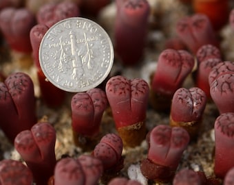 Plant -1-Lithops karasmontana "Purper" C369A