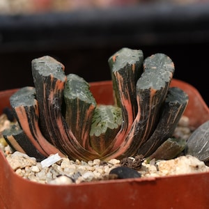 Plant-contains pot - Haworthia truncata Variegata