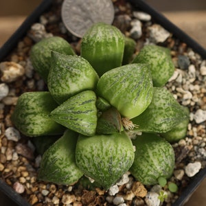 Plant-contains pot - Haworthia Picta