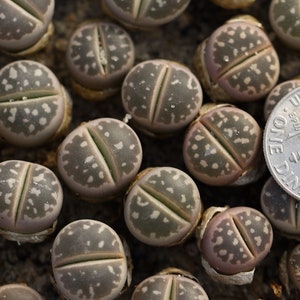 Plant-1- Lithops olivacea C109