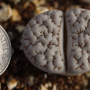 Plant Lithops gracilidelineata C189 image 2