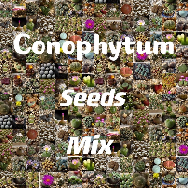 SEEDS- Conophytum MIX 50 seeds