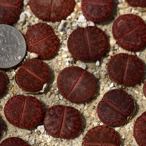May include: A set of three ceramic mugs with a speckled, matte finish. The mugs are in shades of cream, light gray, and dark gray. Each mug has a simple, minimalist design, perfect for coffee or tea.