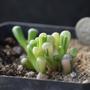 Pianta-Vaso pieno-Fenestraria rhopalophylla Variegazione