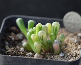 Planta - Maceta completa - Fenestraria rhopalophylla Variegación