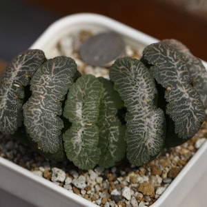 Plant-contains pot - Haworthia truncata