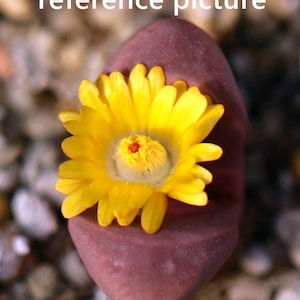 Plant -1- L.herrei × L.optica ‘rubra’ (yellow flower）