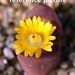 see more listings in the Lithops & Conophytum section