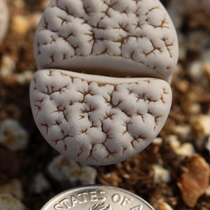 Plant Lithops gracilidelineata C189 image 4