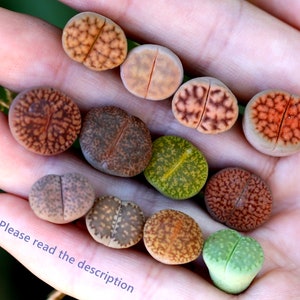 Plants-Lithops 5/10/20 MIX Random0.4 inch Colourful Gift Living Stone image 1