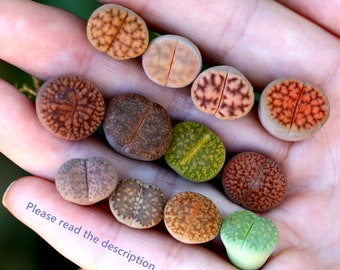 Plants-Lithops 5/10/20 MIX Random(0.4 inch) Colourful Gift Living Stone