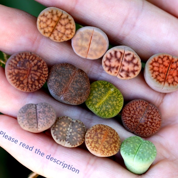 Pflanzen-Lithops 5/10/20 MIX Random (0,4 Zoll) Buntes Geschenk Living Stone