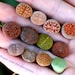 see more listings in the Lithops y Conophytum section