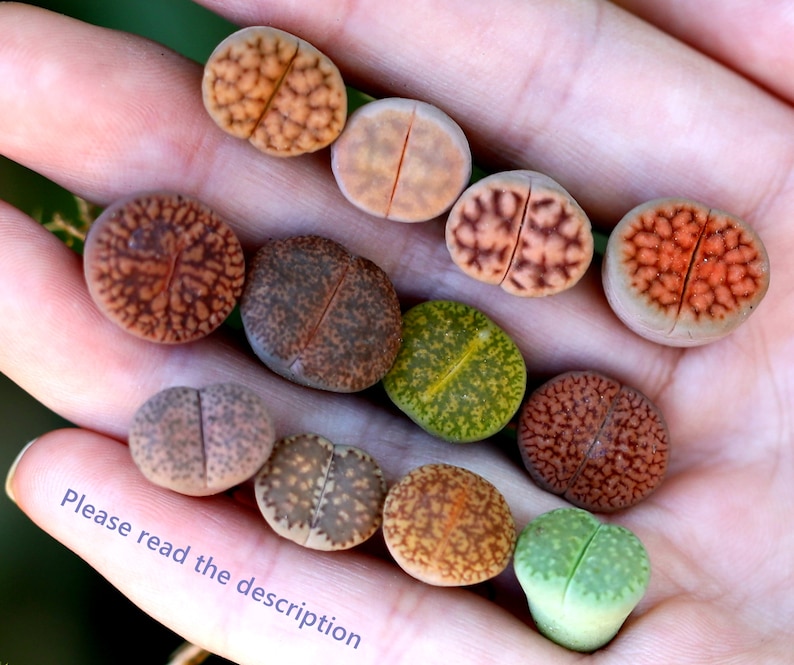 Plants-Lithops 5/10/20 MIX Random0.4 inch Colourful Gift Living Stone image 1