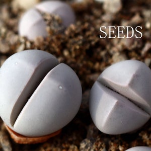 SEMILLAS-Dintheranthus inexpectatus 30semillas