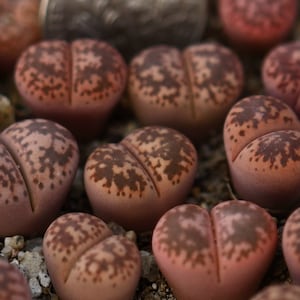 Plant-1- Lithops gesineae &quot;Pink&quot;