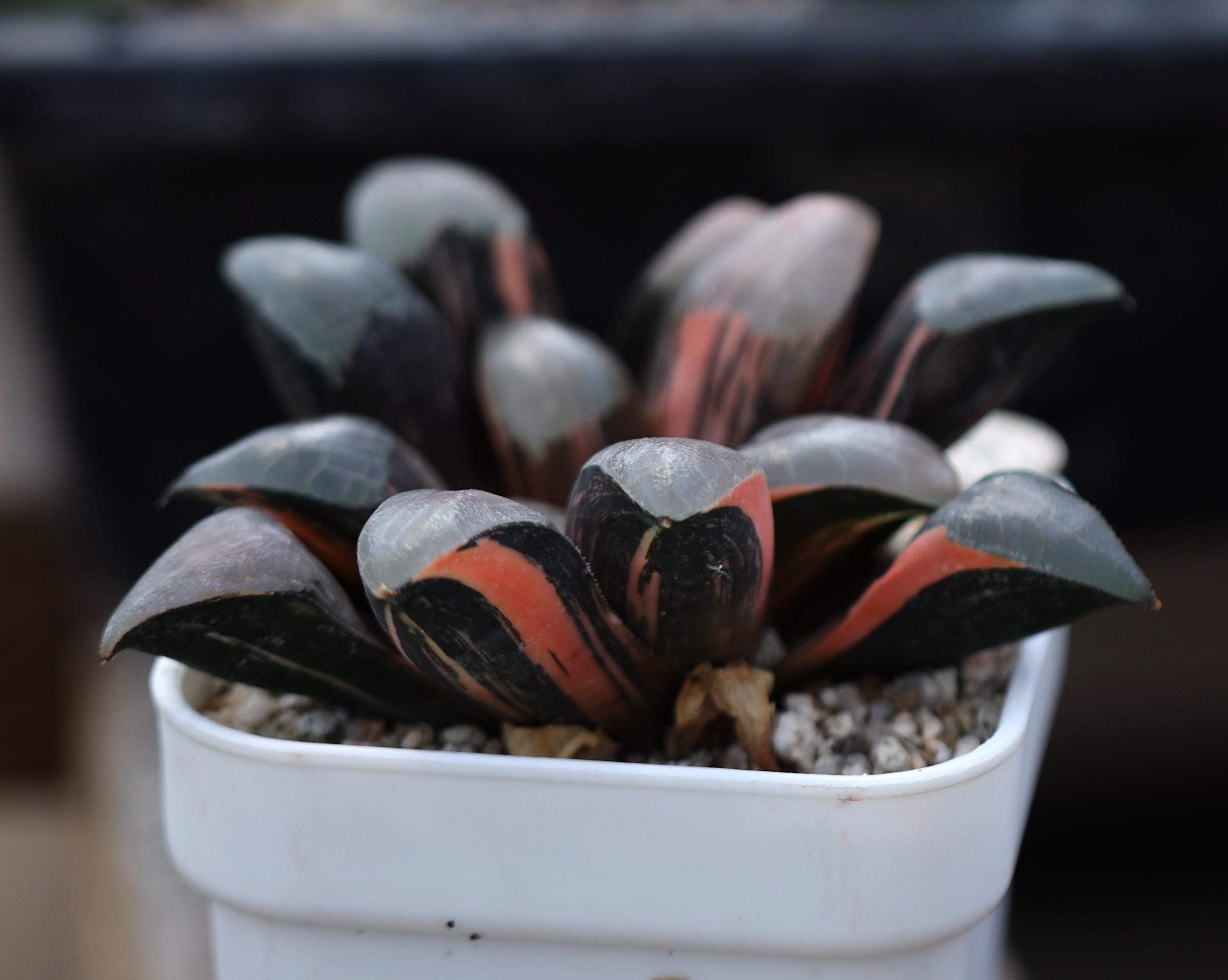 Rare haworthia - Etsy 日本