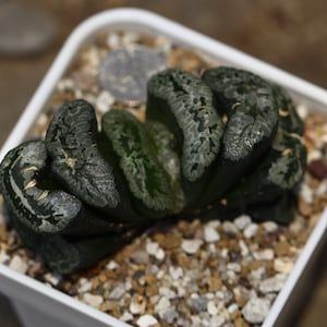 Plant-contains pot - Haworthia  truncata
