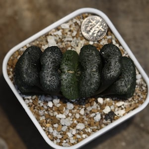 Plant-contains pot - Haworthia  truncata