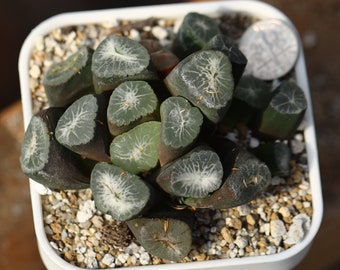 Plant-contains pot - Haworthia Maughanii