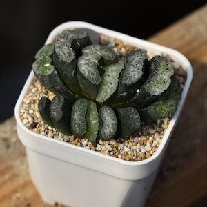 Plant-contains pot - Haworthia  truncata