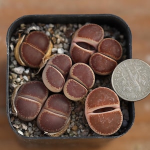 May include: A close-up of a small terracotta pot filled with brown and red succulent plants. The plants are arranged in a circular pattern and are surrounded by small white pebbles. A US quarter is placed next to the pot for scale.