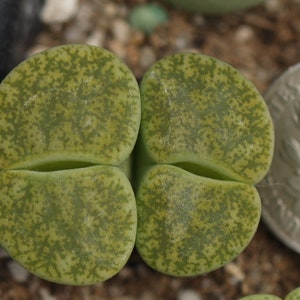 Pflanzen-Dinterops ‘’green‘’ Dinteranthus vanzylii × Lithops lesliei