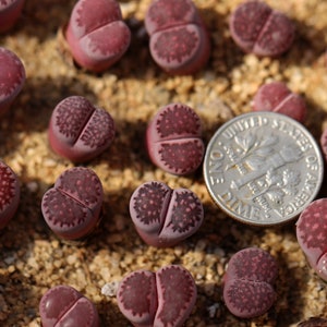 Plant-1- Lithops salicola 'Bacchus' ’Sato’s Violet ’