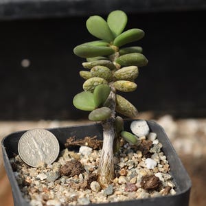 【国内採種】Ceraria Pygmaea seeds 新鮮種子50粒 国内採種】Ceraria Pygmaea seeds 新鮮種子50粒 - メルカリ