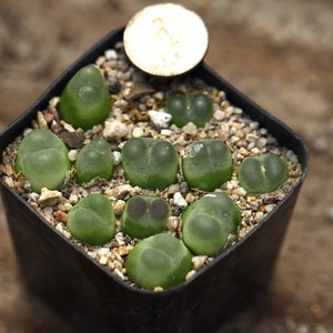 Plant-Full pot Conophytum ratum SH1200 image 4