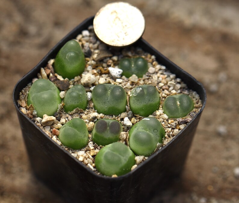 Plant-Full pot Conophytum ratum SH1200 image 4