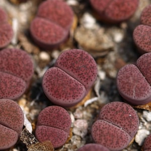 Plant -1- Lithops localis  &#39;pinky&#39;