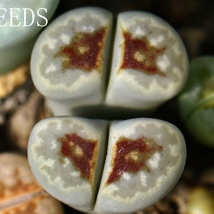 SEEDS - Lithops julii &#39;Hot lips&#39; 20seeds