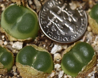 Cuerno de planta-uno-Conophytum ratum