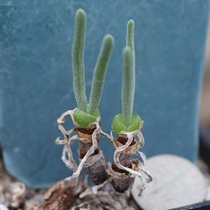 Plant - Monilaria obconica