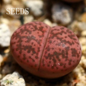 SEEDS - Lithops gesinae &quot;Pink&quot; 10seeds