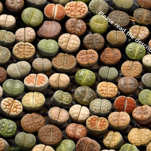 Plants-Lithops 5/10/20 MIX Random0.4 inch Colourful Gift Living Stone image 2