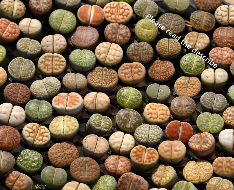 Plants-Lithops 5/10/20 MIX Random0.4 inch Colourful Gift Living Stone image 2