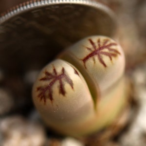 Plant- Lithops  dorotheae ‘zorro’