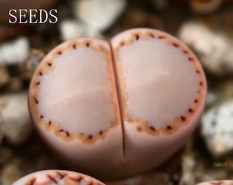 SEEDS - Lithops julii rouxii 20seeds