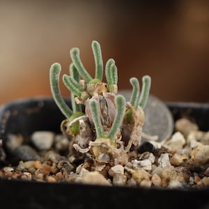 Plant - Monilaria obconica