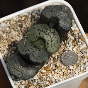 Plant-contains pot - Haworthia  truncata
