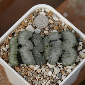 Plant-contains pot - Haworthia truncata