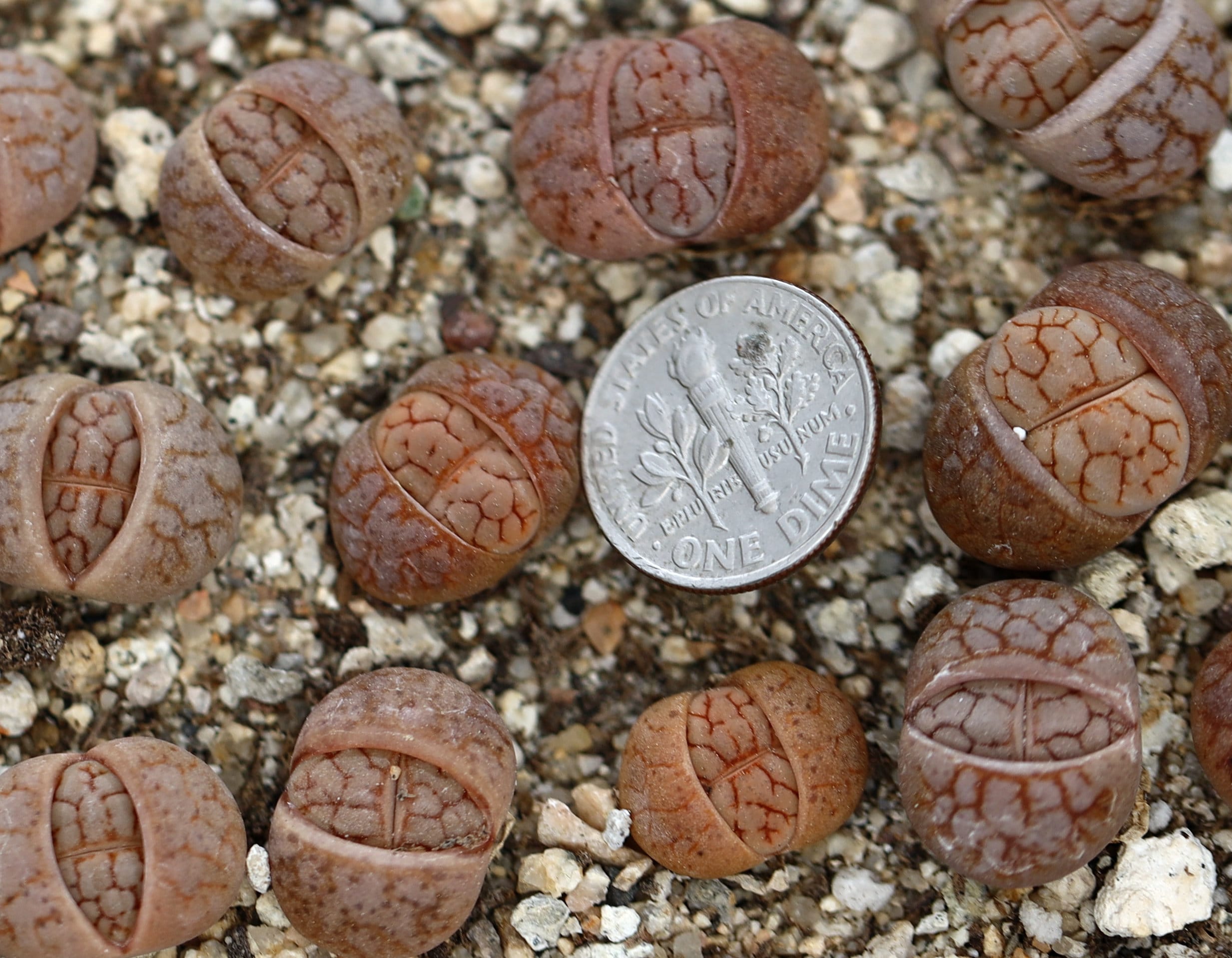 Lithops Treasures of Loveliness リトープス 洋書 Lithops Treasures of Loveliness リトープス 洋書